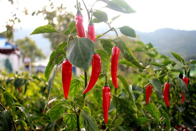 PIMENTA MALAGUETA (Capsicum frutescens Capsicum annuum L)