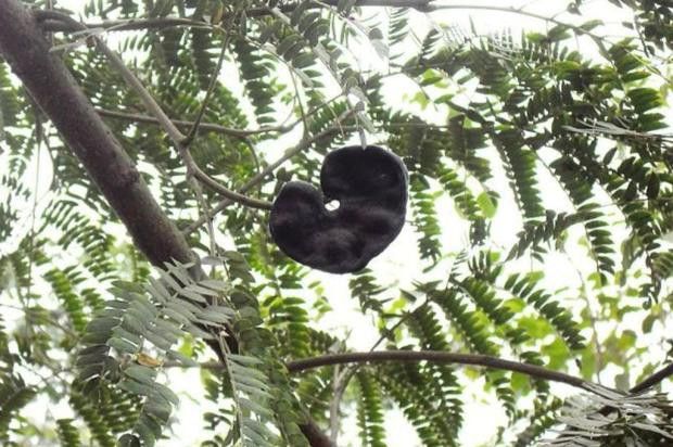 Sítio da Mata - TAMBORIL DA MATA ( Enterolobium contortisiliquum)