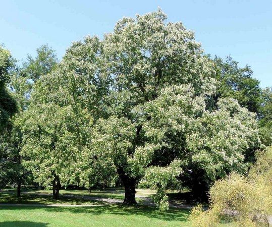 UVA JAPONESA (Hovenia dulcis.)