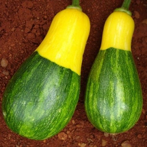 ABOBORA BRS BRASILEIRINHA (Cucurbita maxima )