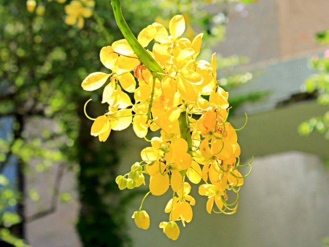 ACÁCIA IMPERIAL (Cassia fistula.) 