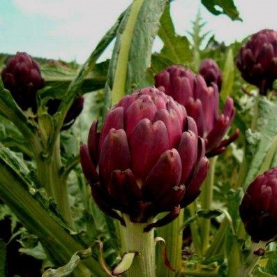  ALCACHOFRA ROXA ROMANA ( Cynara cardunculus subsp Scolymus)