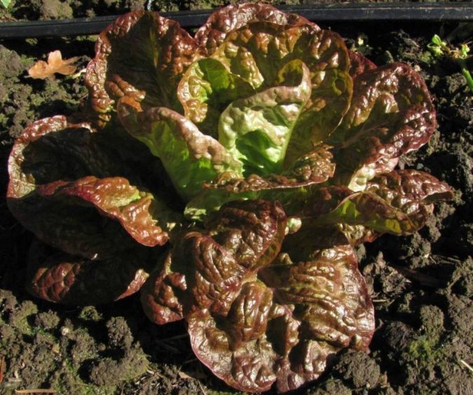 ALFACE QUATRO ESTACOES (Lactuca sativa) 