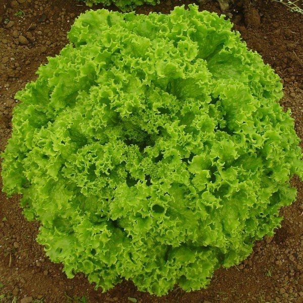  ALFACE ITAPUA SUPER (Lactuca sativa)