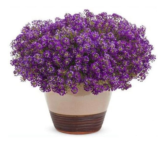 Sítio da Mata - ALYSSUM ANAO ROXO CARPET QUEEN (Lobularia maritima) 