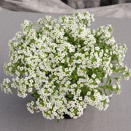 ALYSSUM BRANCO BENTHAMI COMPACTO (Lobularia maritima) 