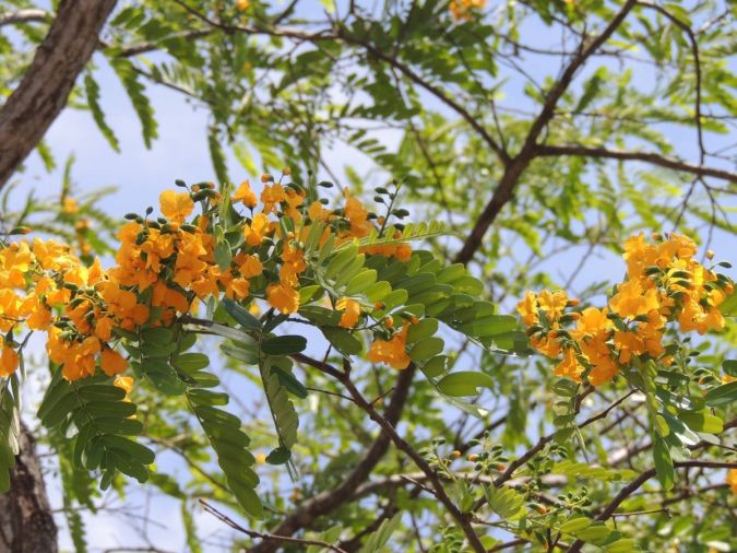 AMENDOIM DO CAMPO ( Platypodium elegans)