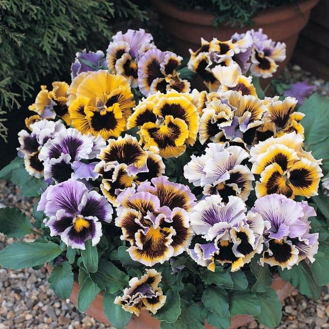 Sítio da Mata - AMOR PERFEITO CRESPO ROCOCO SORTIDO ( Viola x Wittrockiana) 