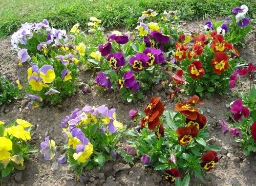 Sítio da Mata -  AMOR PERFEITO GIGANTE SUICO SORTIDO ( Viola tricolor.)