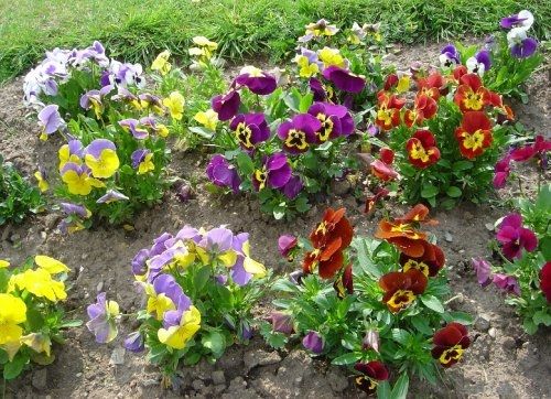  AMOR PERFEITO GIGANTE SUICO SORTIDO ( Viola tricolor.)