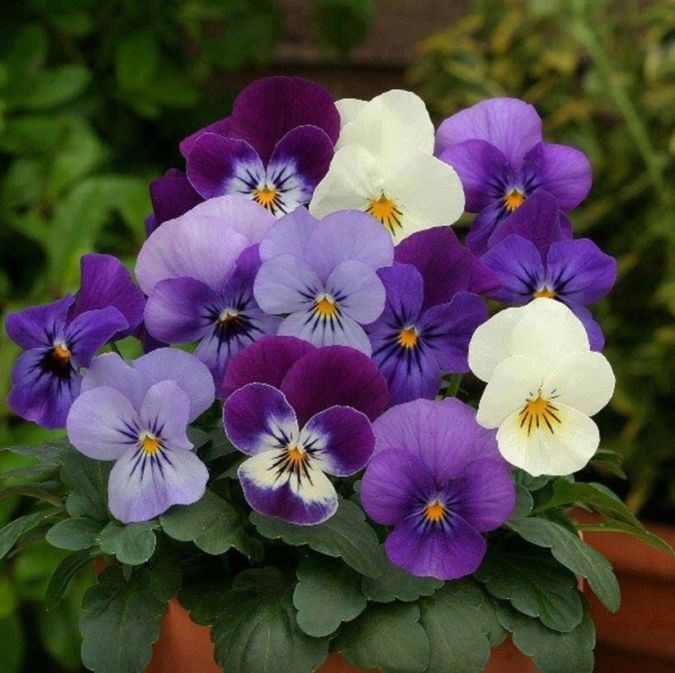 Sítio da Mata - AMOR PERFEITO MINI DOBRADO SCOTCH (Viola tricolor)