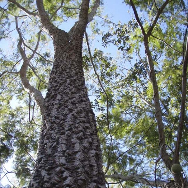 ANGICO VERMELHO (Anadenanthera macrocarpa)