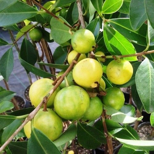  ARAÇA DO CAMPO ( Psidium cattleianum.) 