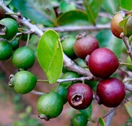 ARACA ROXO ( Psidium Myrtoides.)