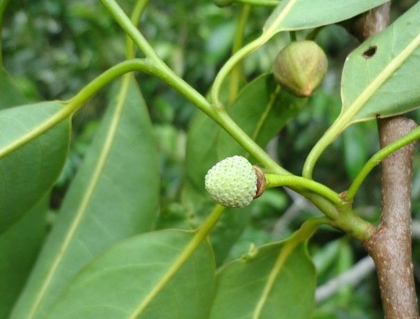 ARATICUM CAGÃO ( Annona cacans.)