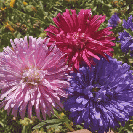 ASTER DA CHINA PLUMA DE AVESTRUZ DOBRADA ( Callistephus chinensis)