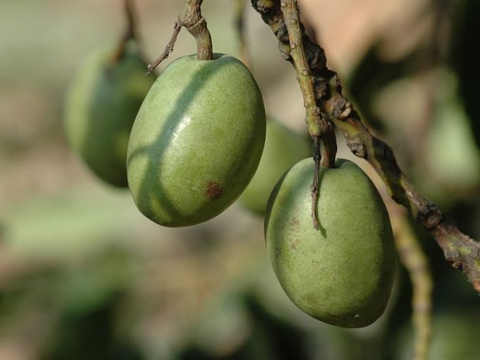 AZEITONA DO CEILAO ( Elaeocarpus serratus)