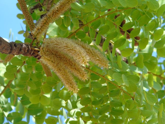 BARBATIMAO VERDADEIRO ( Stryphnodendron adstringens.)