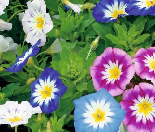 BELA DA MANHA TRICOLOR SORTIDA (Convolvulus tricolor) 