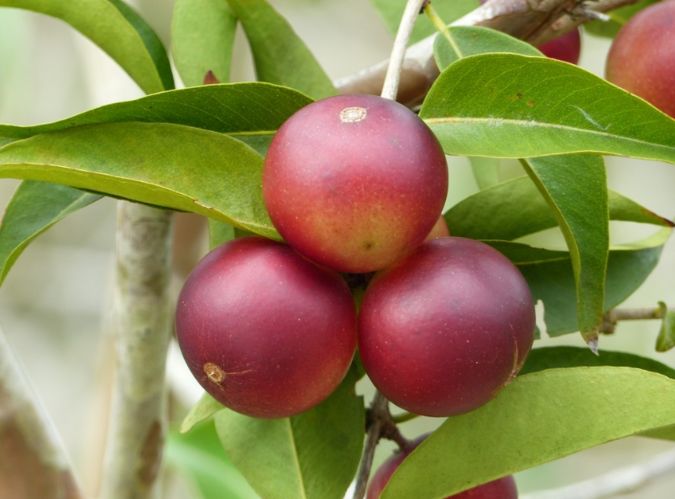 CAMU CAMU ( Myrciaria dubia.) 