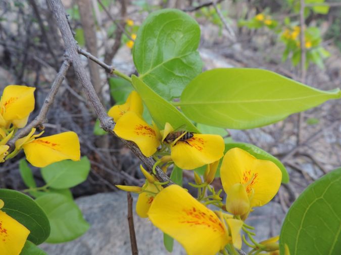 CAPITAO DO CAMPO (Callisthene fasciculata)