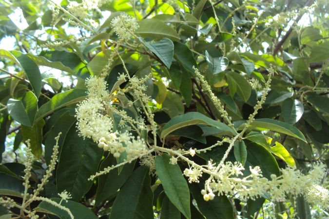 CAPIXINGUI ( Croton floribundus.) 