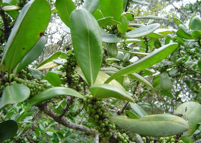 CAPOROROCA ( Rapanea ferruginea)