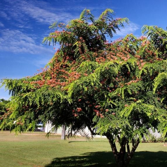 CASSIA VERMELHA (Cassia renigera.)