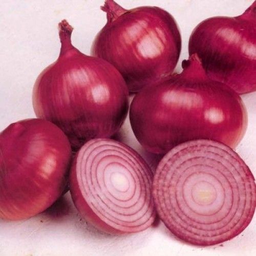 CEBOLA CRIOULA ROXA (Allium cepa.)