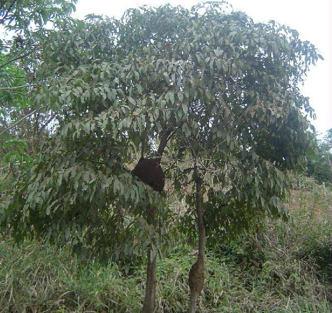 Sítio da Mata - CHA DE BUGRE (Cordia sellowiana.) 