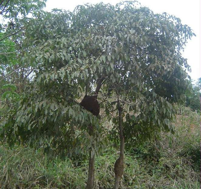 CHA DE BUGRE (Cordia sellowiana.) 