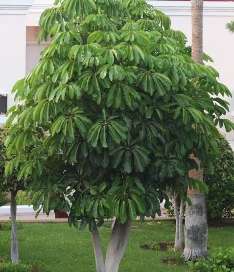  CHEFLERA (Schefflera actinophylla.)