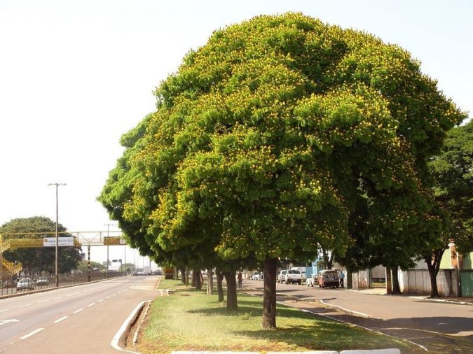 Sítio da Mata - CORAÇÃO DE NEGRO ( Caesalpinia pluviosa) 