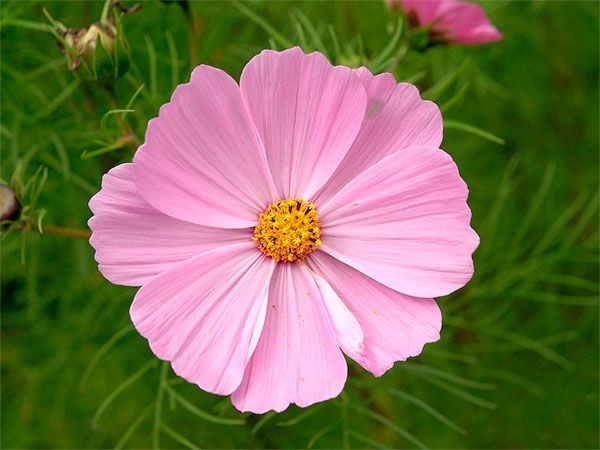 COSMOS DE JARDIM COSMEA SENSACAO (Cosmos bipinnatus)