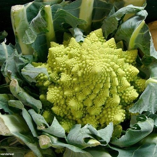 COUVE BROCOLIS ROMANTESCO ( Brassica oleracea.) 