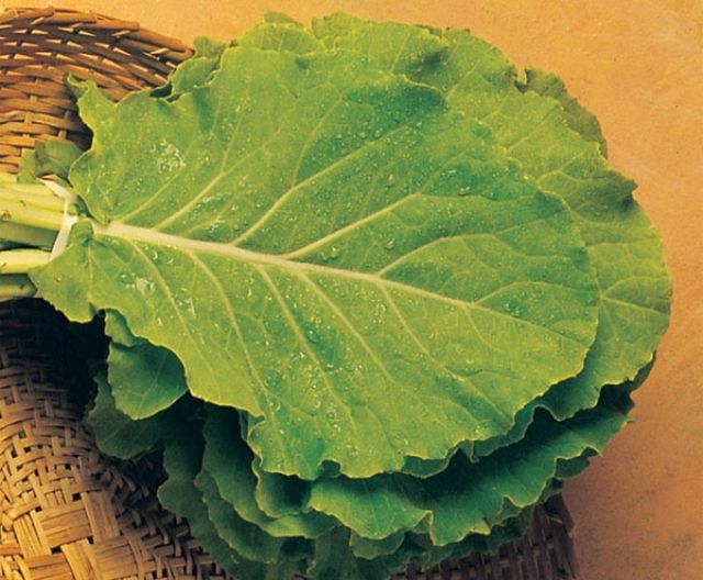 COUVE MANTEIGA DA GEORGIA (Brassica oleracea.)