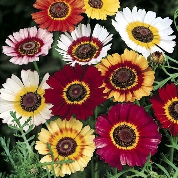 Sítio da Mata - CRISANTEMO CARINATUM SORTIDO ( Chrysanthemum)