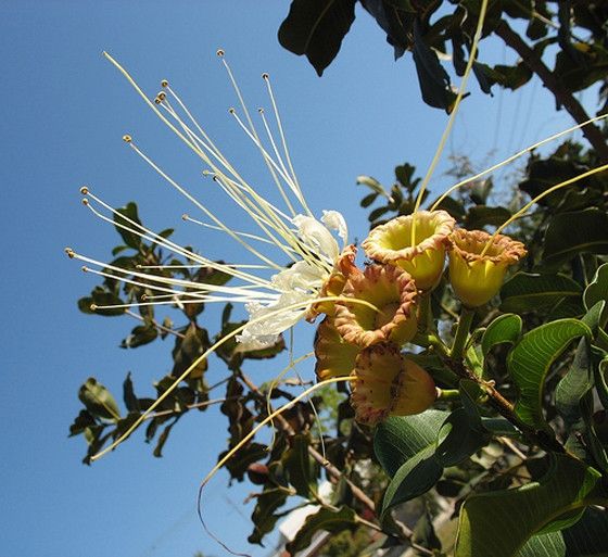 DEDALEIRO (Lafoensia pacari) 