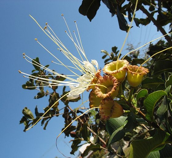 DEDALEIRO OU MANGABA BRAVA ( Lafoensia pacari.)