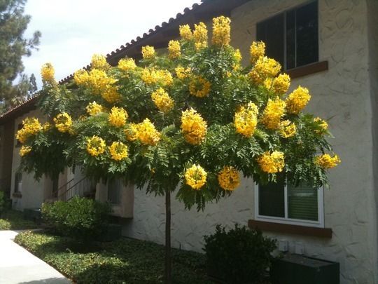 FALSO BARBATIMAO (Cassia leptophylla.)