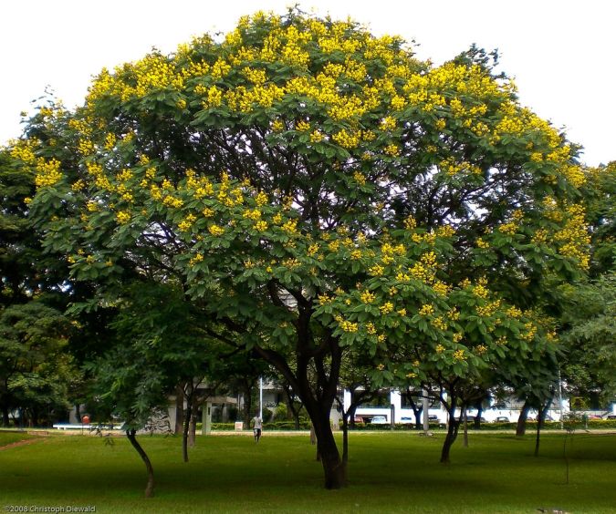 FARINHA SECA ( Peltophorum dubium) 