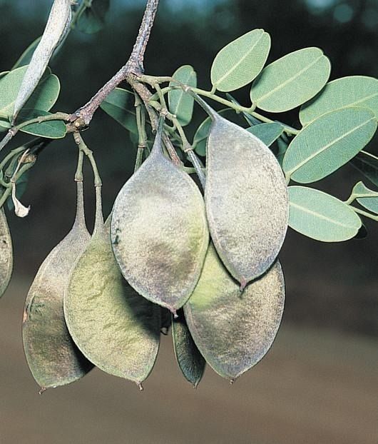  GARAPEIRA ( Apuleia Ieiocarpa.) 