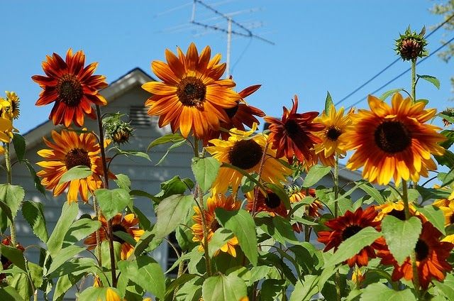 Sítio da Mata - GIRASSOL OUTONO BONITO SORTIDO (Helianthus annuus)