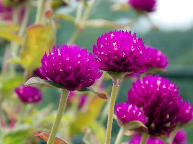 GONFRENAPERPETUA GLOBOSA SORTIDA ( Gomphrena globosa ) 