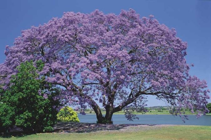 JACARANDA BRANCO ( Jacaranda cuspidifolia.) 