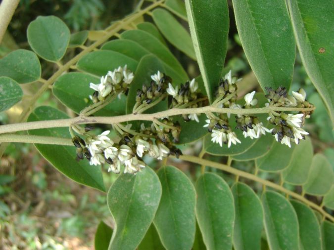 JACARANDA PAULISTA ( Machaerium vilossum.)