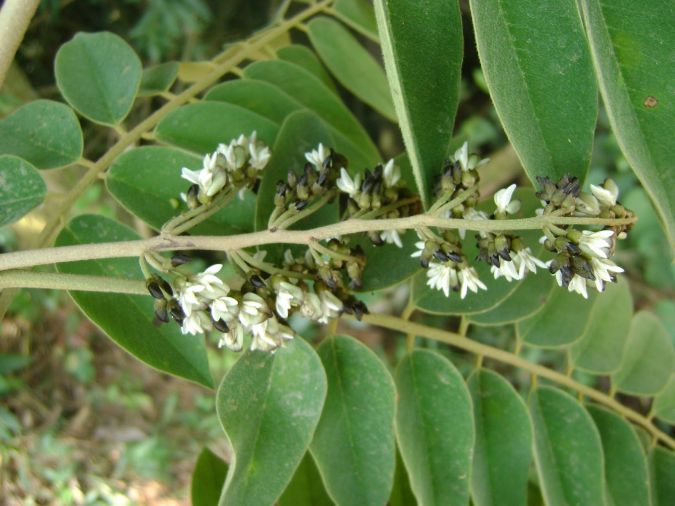 Sítio da Mata - JACARANDA PAULISTA ( Machaerium vilossum.)
