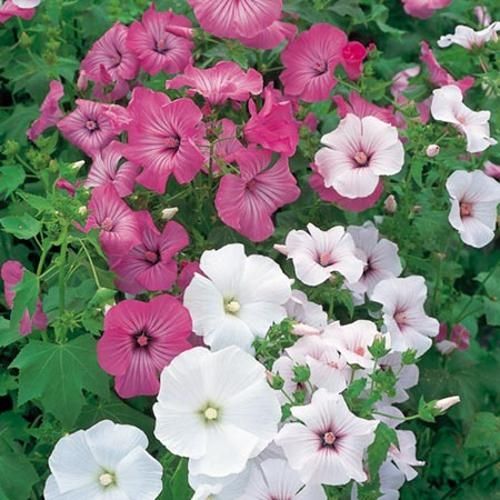 Sítio da Mata - LAVATERA SORTIDA ( Lavatera trimestris) 