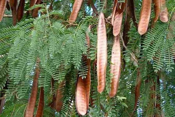 LEUCENA ( Leucaena leucocephala.)