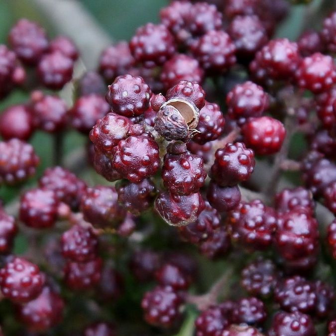 MAMICA DE PORCA (Zanthoxylum rhoifolium.) 